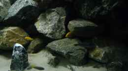 aquarium-von-poybuna-stones-of-malawi---nicht-mehr-vorhanden_Rechte Seite 4