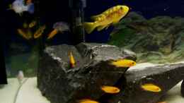 aquarium-von-michael-boeck-60-l-aufzucht-malawi-nur-noch-als-beispiel_