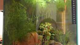 aquarium-von-garnelenmami-wasserparadies_So von der Seite, leider mit meinem Spiegelbild :D (alt)
