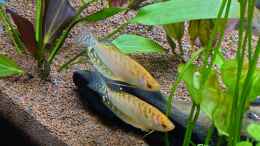 Aquarium einrichten mit Goldener Fadenfisch Paar