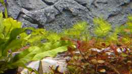 Aquarium einrichten mit Limnophila aquatica und Ludwigia palustris