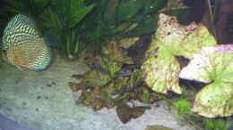 aquarium-von-robin-bucksch-becken-1632_Nymphaea lotus