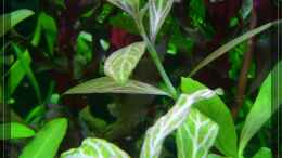 aquarium-von-onkel-rooky-nature_Hygrophila polysperma ´rosanervig