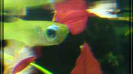 Aquarium einrichten mit Aplocheilichthys normani - Normans Leuchtaugenfisch