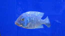 aquarium-von-daniel-fust-becken-1633_Placidochromis phenochilus, Lupingu