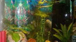 aquarium-von-sandmann73-becken-16345_das kleine für die jungen fische