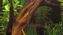 aquarium-von-malawi-tom-maxigarnelenwelt-anschauungsbeispiel_große Mangrovenwurzel