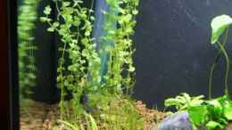 aquarium-von-paul123-becken-16364_Rundblättriges Perlenkraut (Micranthemum umbrosum)