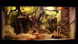aquarium-von-manzanarez-procambarus-clarkii-nur-noch-als-beispiel_ohne Hornkraut...nach dem Kahlschlag
