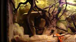 aquarium-von-manzanarez-procambarus-clarkii-nur-noch-als-beispiel_ohne Hornkraut...nach dem Kahlschlag