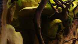 aquarium-von-manzanarez-procambarus-clarkii-nur-noch-als-beispiel_Linke Seite mit Höhle und Aussichtsplattform
