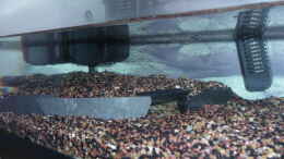 aquarium-von-mr-zogs-salmlers-world_Höhle