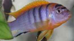 aquarium-von-klaus-kussmann-becken-1640_Labidochromis Hongi Red Top