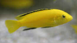 aquarium-von-klaus-kussmann-becken-1640_Labidochromis yellow