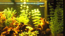 aquarium-von-baniw-aqualounge_rechte Seite