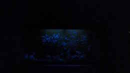 aquarium-von-baniw-aqualounge_3. Stufe der Nachtschaltung (Mondlicht)