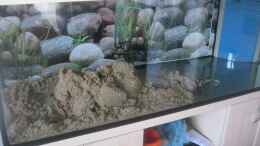aquarium-von-tiburon-suedost-asien-375l-wohnzimmer-nur-noch-beispiel_50 kilo sand gilt es zu verteilen