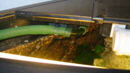 aquarium-von-kai-kielczynski-becken-1648_Wasserzulauf links , Schläuche mit Saugnäpfen oberhalb des