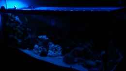 aquarium-von-limbo-becken-16502_Malawi-Raumteiler 540L
