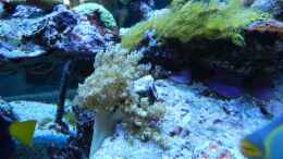aquarium-von-juwa-800l_Krusten und Weichkorallen