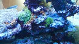 aquarium-von-juwa-800l_Korallenmix