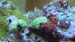 aquarium-von-juwa-800l_Parazoanthus wuchern