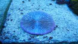 aquarium-von-juwa-800l_Fungia