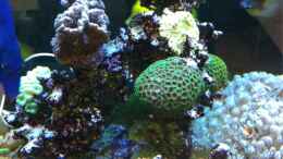 aquarium-von-juwa-800l_Update 08.10.2011