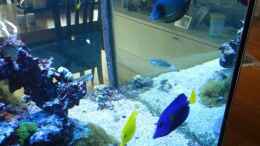 aquarium-von-juwa-800l_