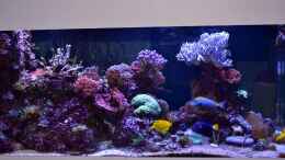 aquarium-von-juwa-800l_Upload - November 2013