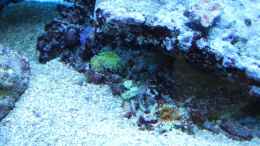 aquarium-von-juwa-800l_Ricordea in grün