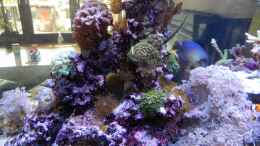 aquarium-von-juwa-800l_Update März 2012