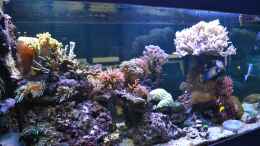 aquarium-von-juwa-800l_Update 11.2013