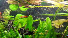 aquarium-von-kleines-becken-goerlitzer-wasser_8.1.2012