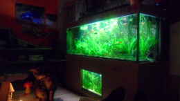 aquarium-von-kleines-becken-goerlitzer-wasser_10.12.2010 vom sofa aus dunkel ist´s ohne HQI