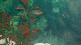aquarium-von-detlef-hasselbach-becken-1658_Schöne kunstpflanze geht auch kein Barsch zum knabbern ran 