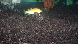 Aquarium einrichten mit ein Yellow so hübsch wie er im buche steht (-: