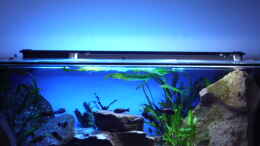aquarium-von-niklot-herzinfarktrisikosenker--nur-noch-als-beispiel_435 Liter