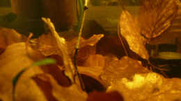 aquarium-von-cichlid-power-cpos_...Blätter