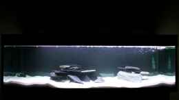 aquarium-von-piomissambia-tanganjika-becken_My Tanganyika