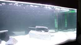 aquarium-von-piomissambia-tanganjika-becken_