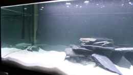 aquarium-von-piomissambia-tanganjika-becken_
