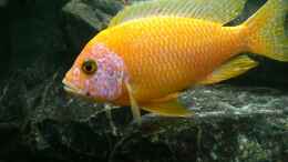 aquarium-von-thomas-dietrich-becken-16651_Aulonocara Firefish 