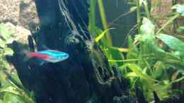 aquarium-von-manala-becken-16752_Moorkienwurzel mit Amanogarnele + Neon
