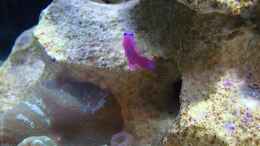 Aquarium einrichten mit Pseudochromis fridmani