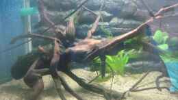 aquarium-von-tiburon-suedostasien-indien-105l-nur-noch-beispiel_eine der drei wurzeln