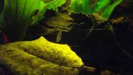 aquarium-von-caricciola-schwarzwasserbiotop-im-kleinformat_Seemandelbaumlatt extra klein -sonst schaut das Becken so wi