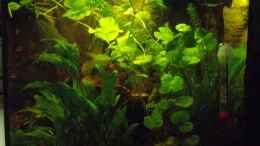aquarium-von-caricciola-schwarzwasserbiotop-im-kleinformat_Seitenansicht
