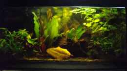 aquarium-von-caricciola-schwarzwasserbiotop-im-kleinformat_