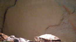 Foto mit Schildkröte aus Nordamerika (Originalfoto)